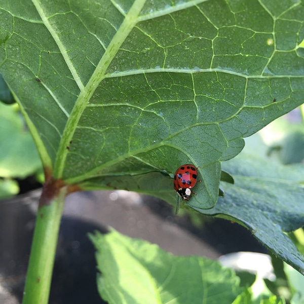 ladybug at The Farm