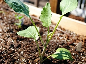 seedling and soil