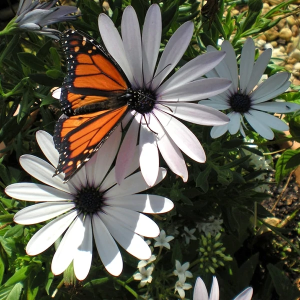 butterfly house