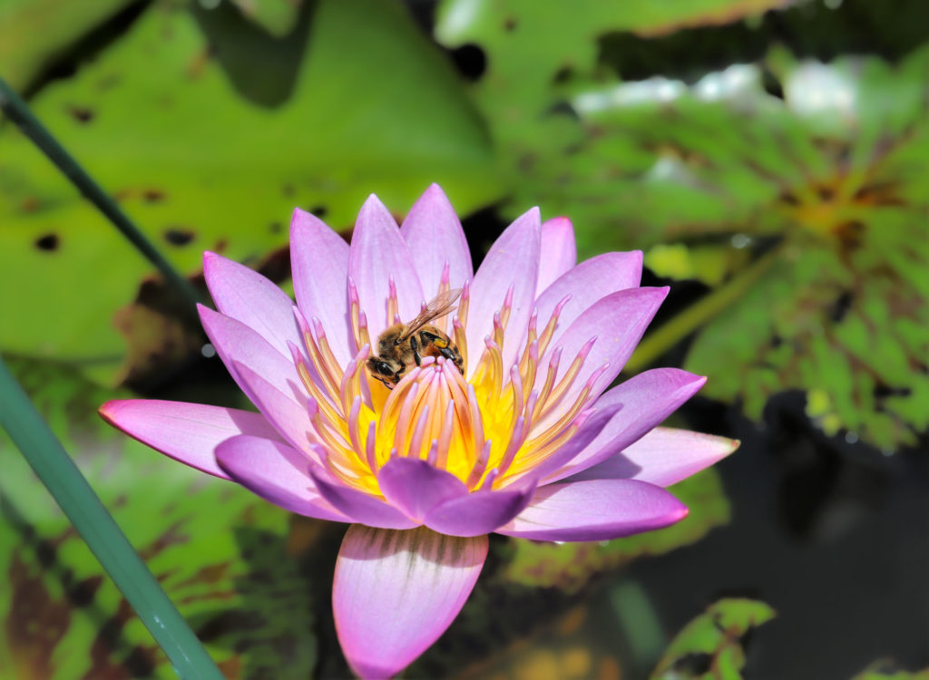 be pollinating purple lily flower
