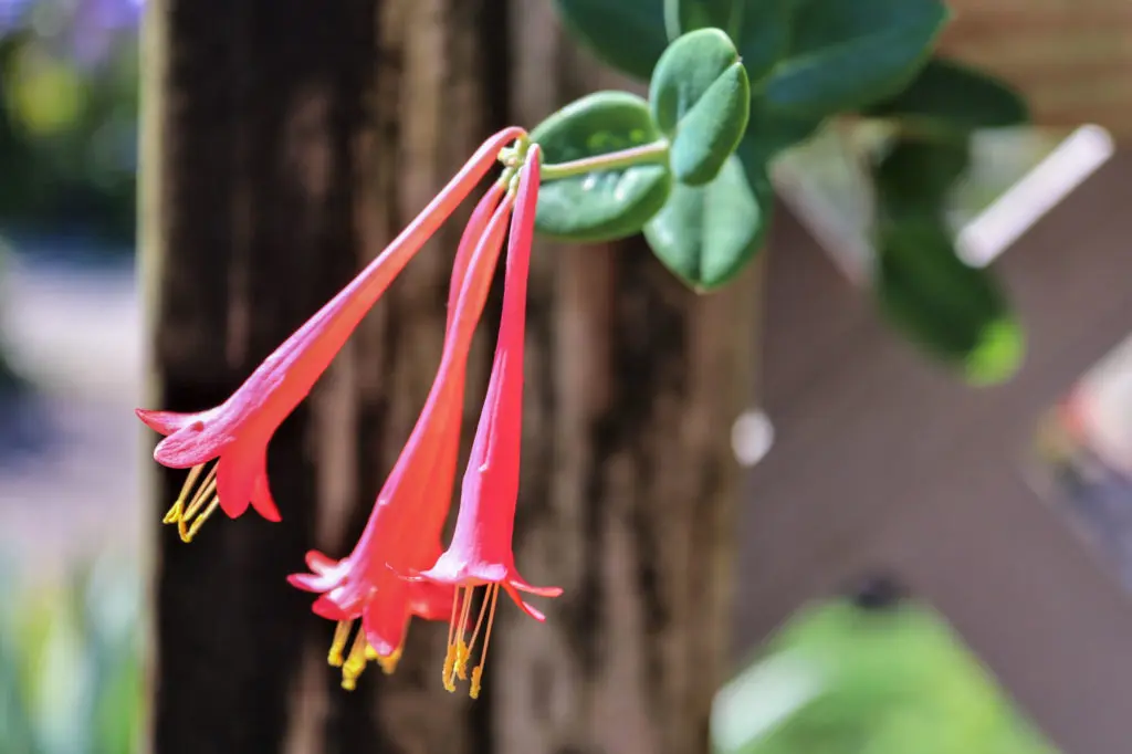 coral honeysuckle flower