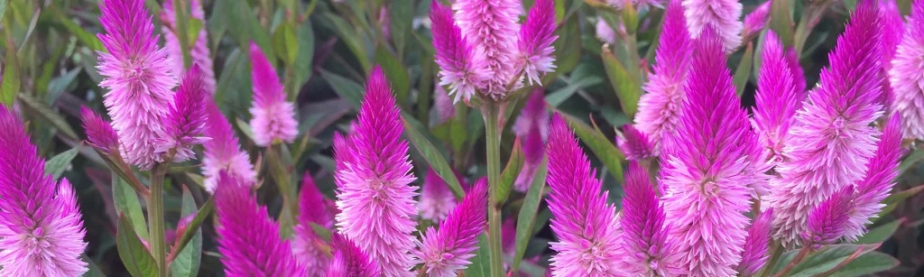 celosia