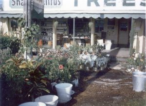 early Rockledge Gardens storefront
