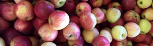 North Carolina apples