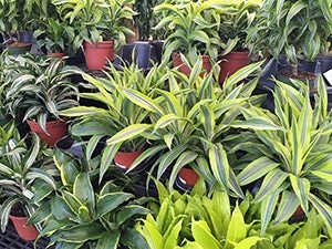 dracaenas in greenhouse