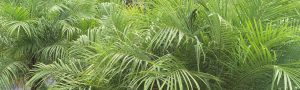 pygmy date palms