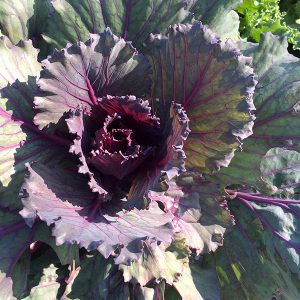 ornamental flowering cabbage