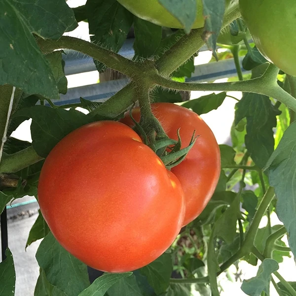 tomato growing at The Farm at Rockledge Gardens