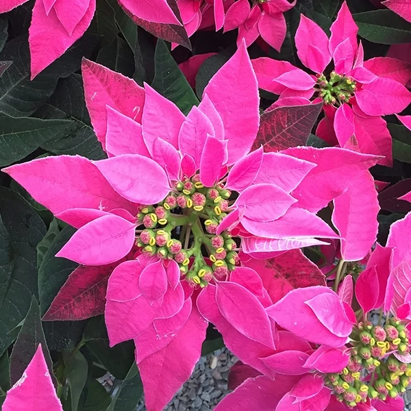 pink poinsettia