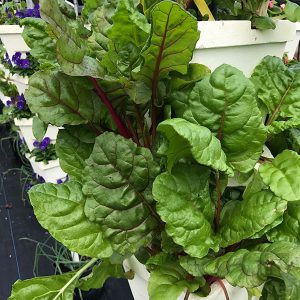 chard in hydroponic towers