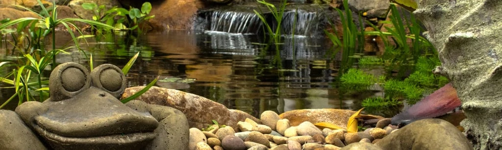 frog by large pond