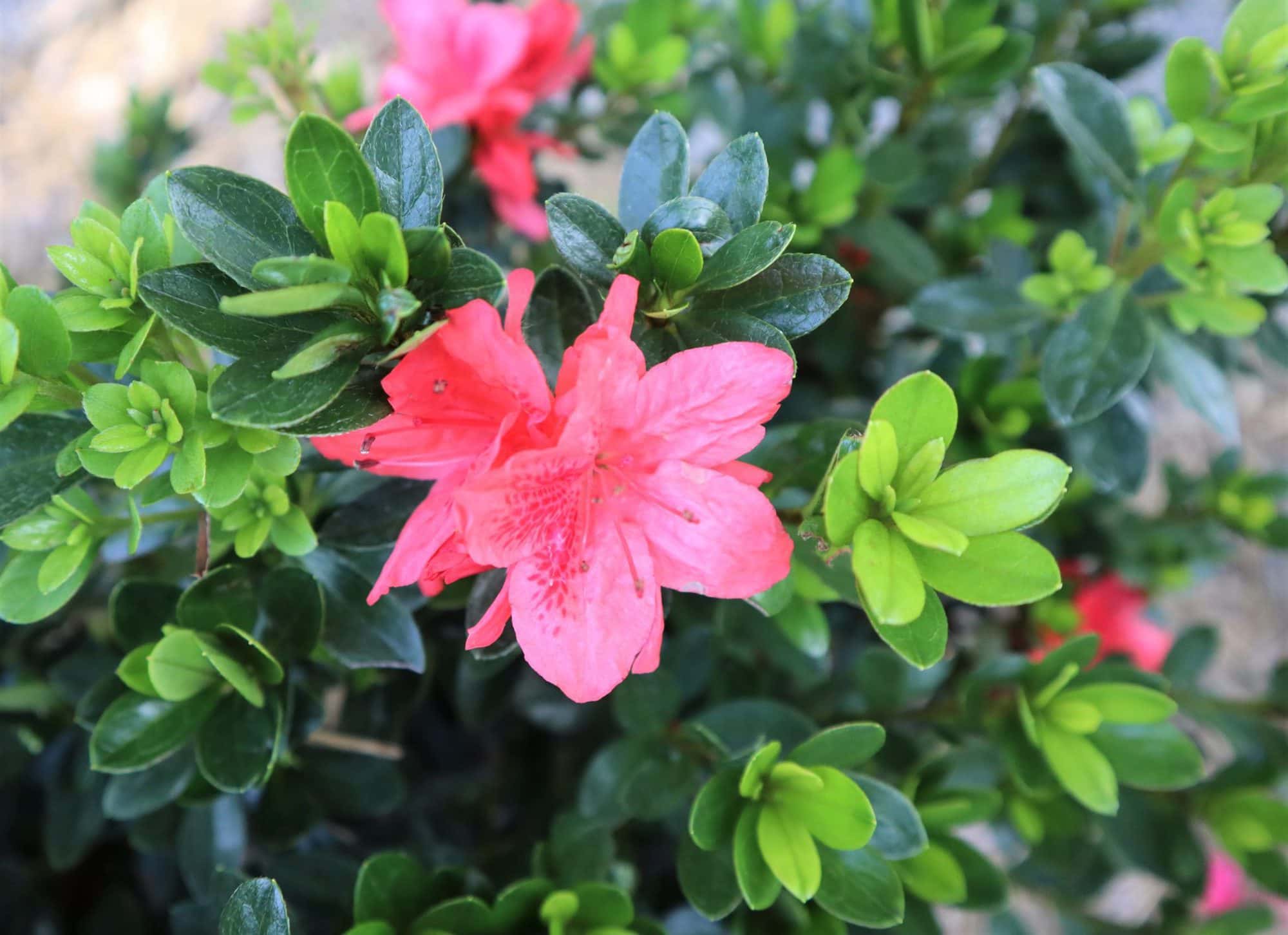 growing azaleas In Florida Rockledge Gardens