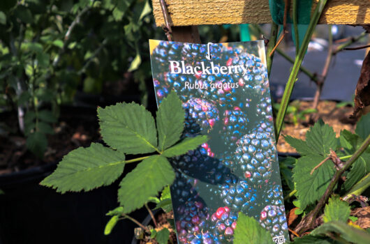 blackberry tag on fruit plant