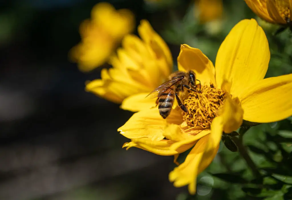 bee pollinating flower