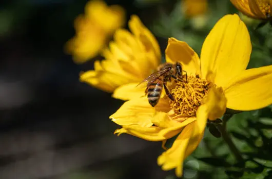 bee pollinating flower