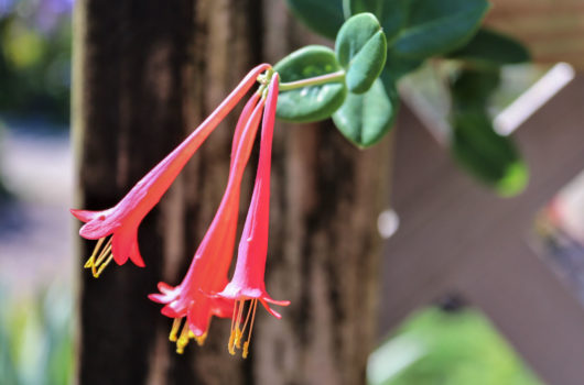 coral honeysuckle flower