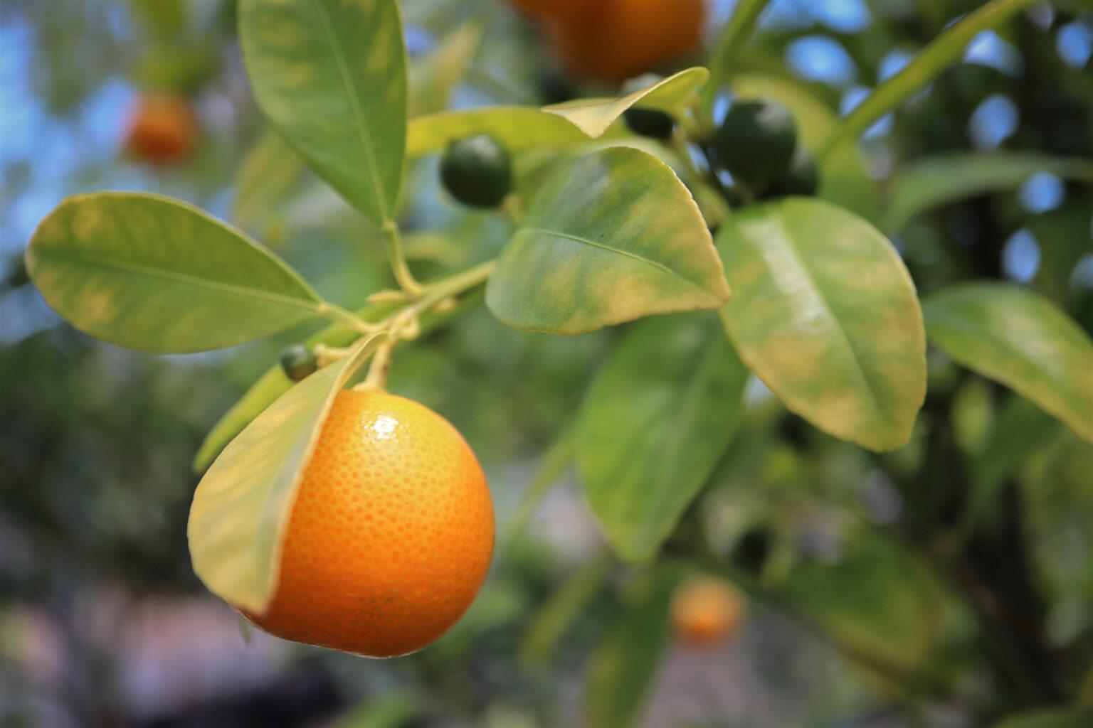 Citrus in Crisis A Tale of Florida’s History of Citrus Growing, Citrus