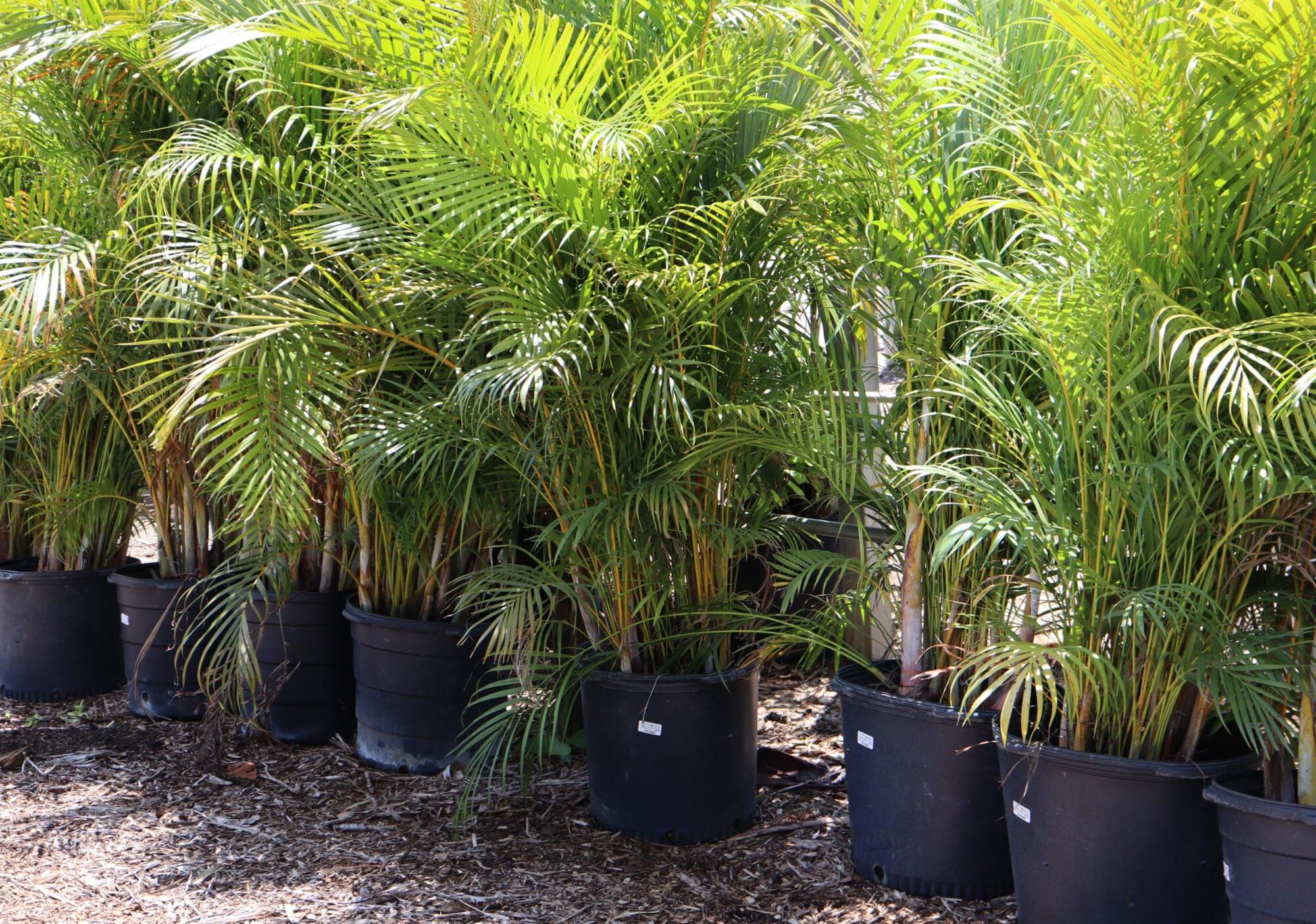 palm areca 15 gal Rockledge Gardens