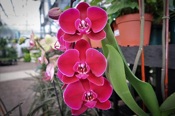 All About Orchids: Growing Orchids in Florida Gardens - Rockledge Gardens