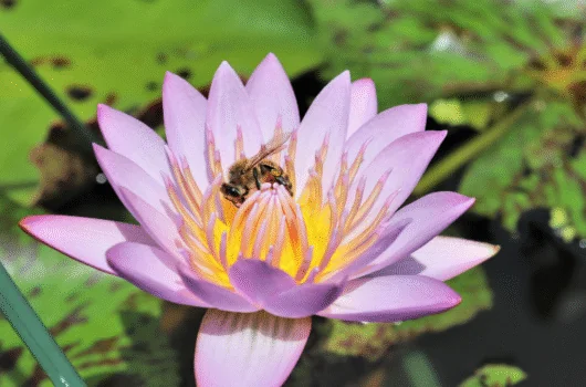 bee on water lily