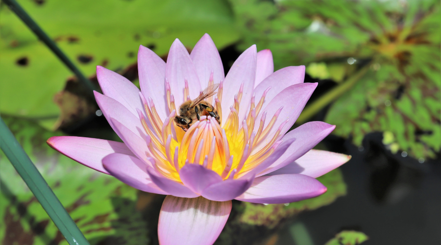 bee on water lily