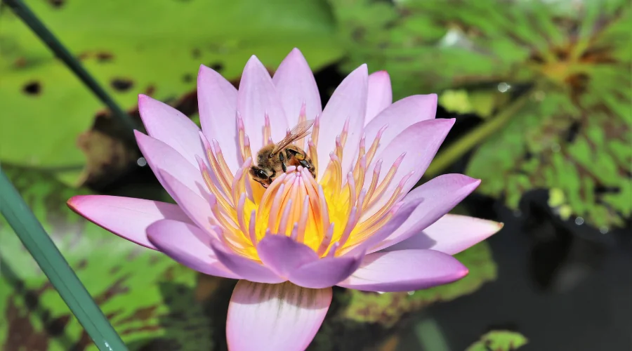 bee on water lily