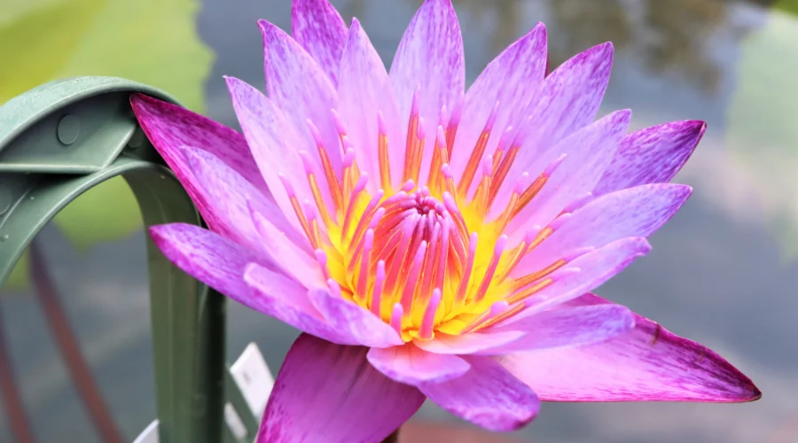water lily