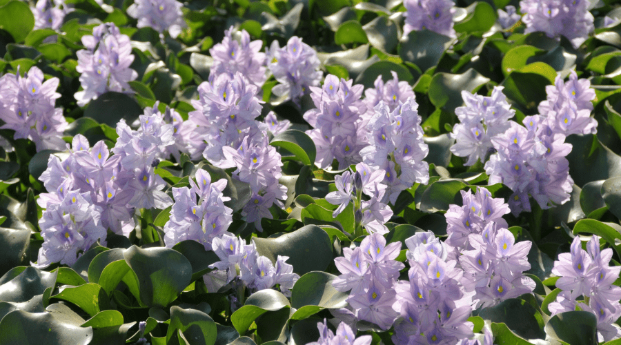 water hyacinth