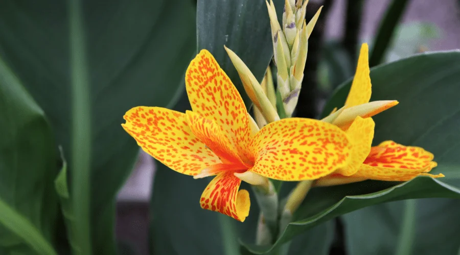 canna lily