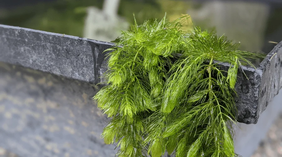 hornwort
