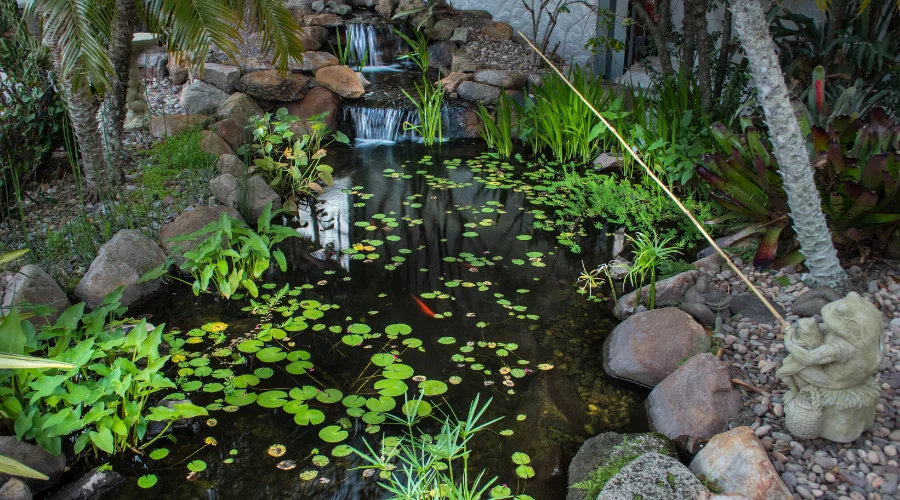 aquatic garden
