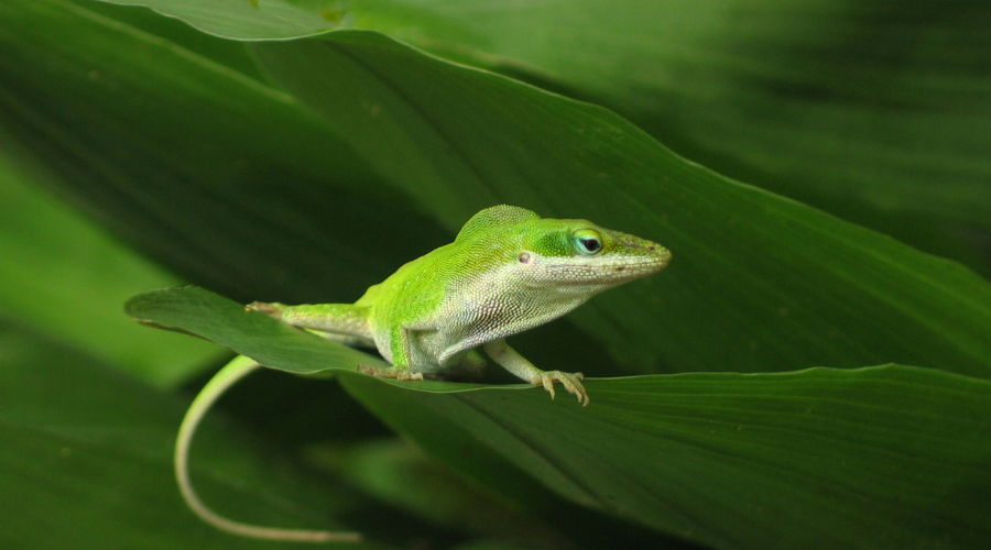 green anole