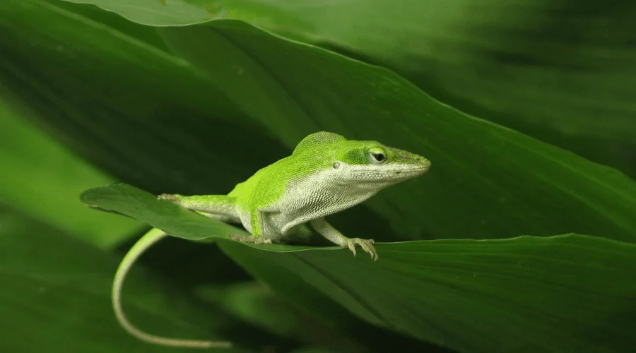 green anole