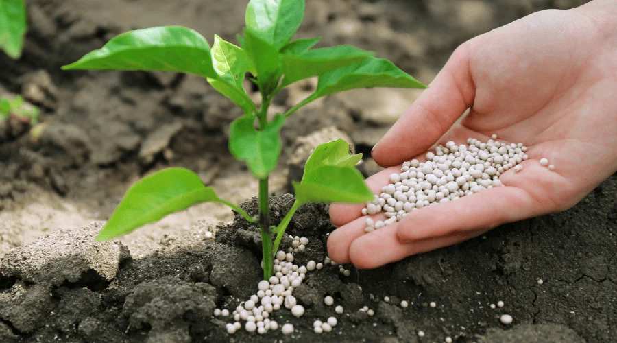Fertilizing a plant