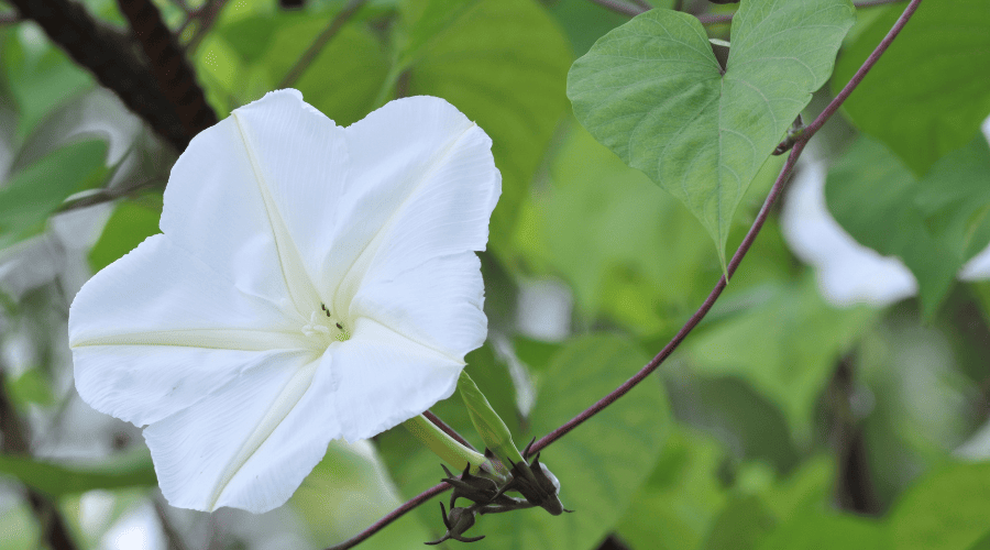 moonflower