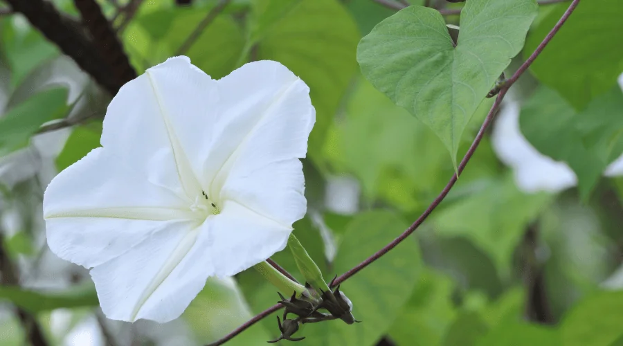 moonflower