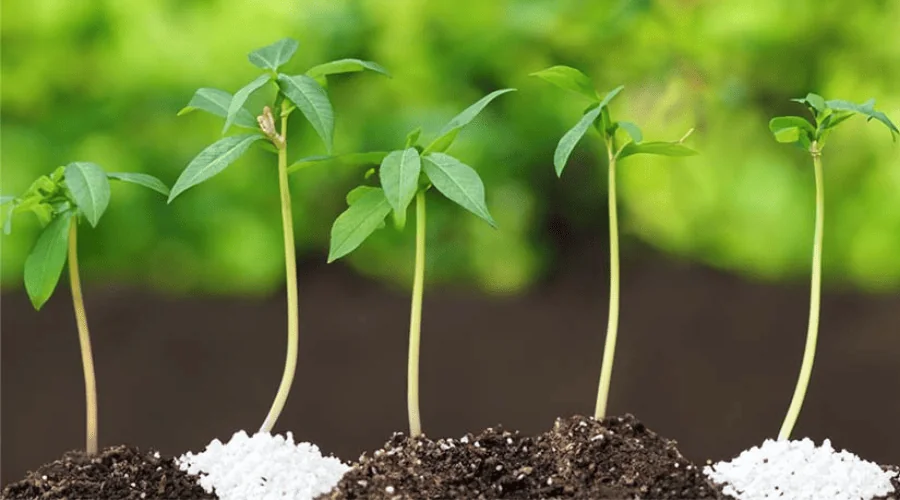 plants in fertilizer
