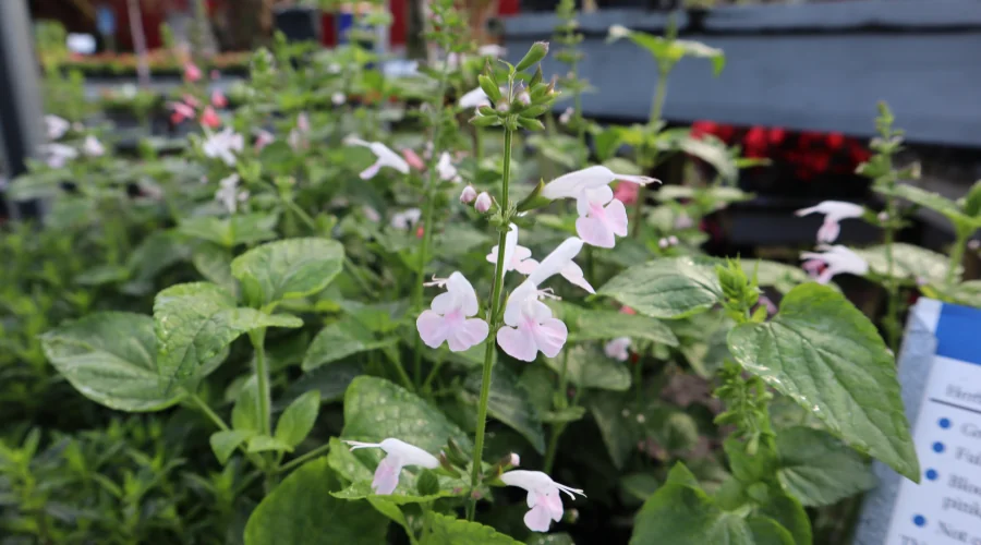 tropical sage