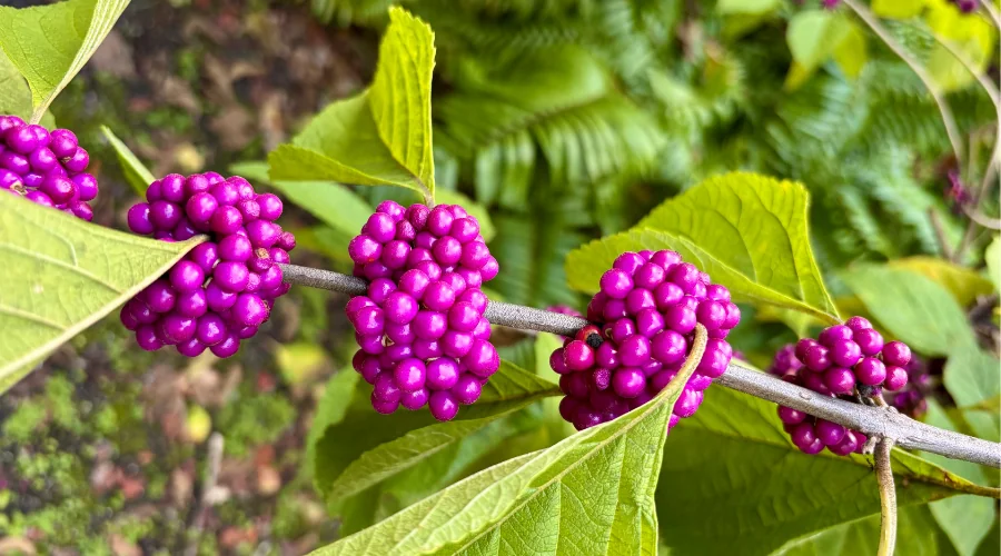 beautyberry