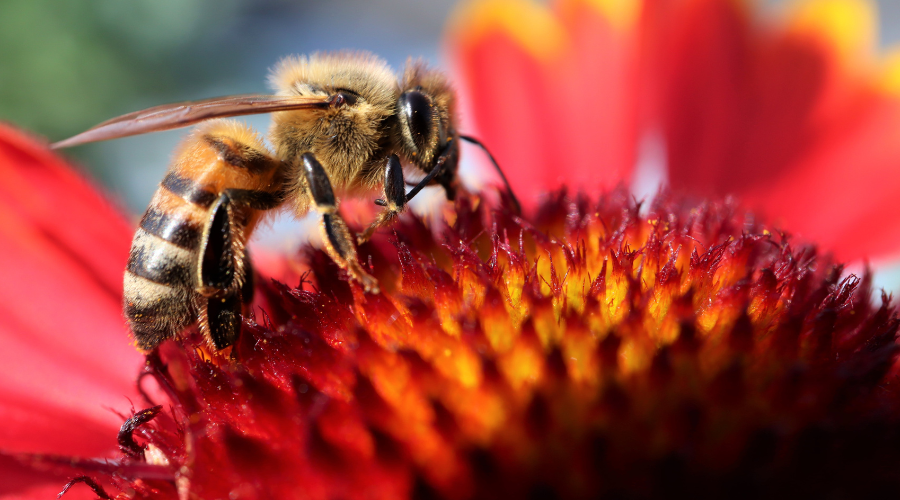 bee on blanket flower
