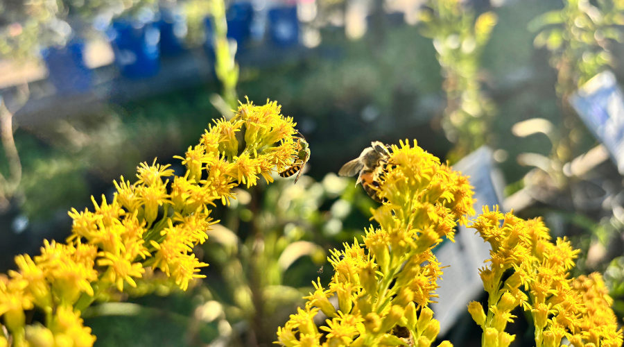 bees on seaside goldenrod