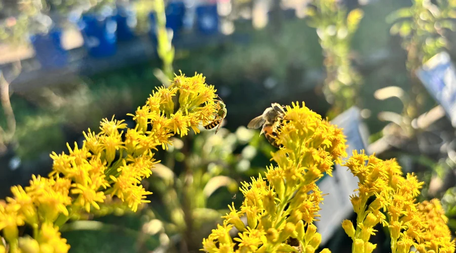 bees on seaside goldenrod