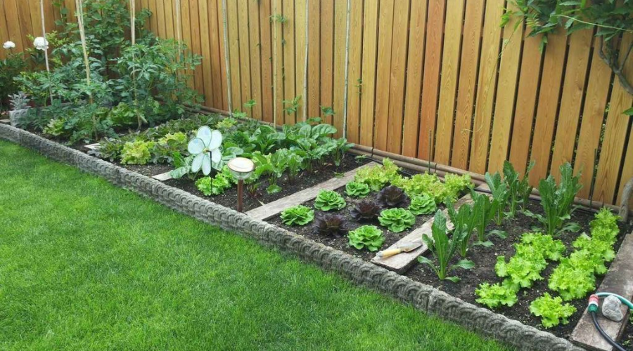 lettuce in home vegetable garden