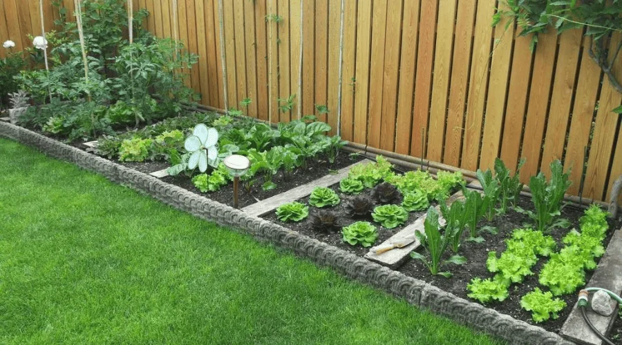 lettuce in home vegetable garden
