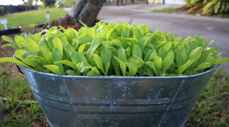 lettuce in wide pot