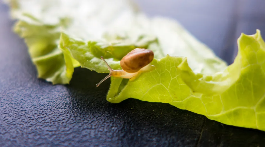 snail on lettuce leaf