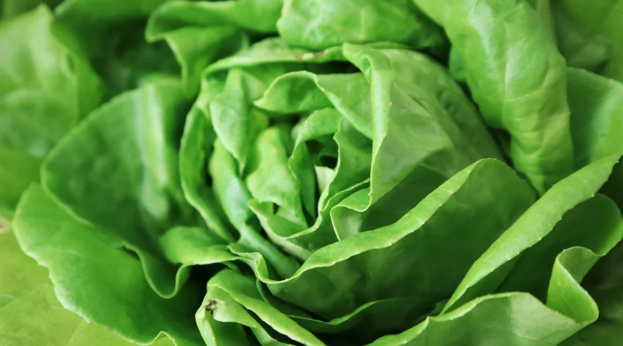 close-up of lettuce