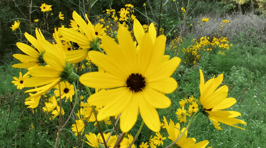 helianthus angustifolius