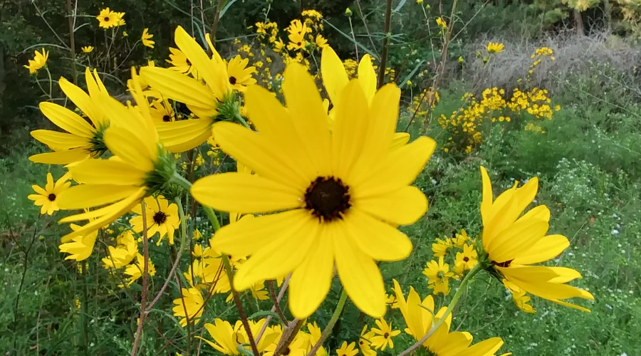helianthus angustifolius