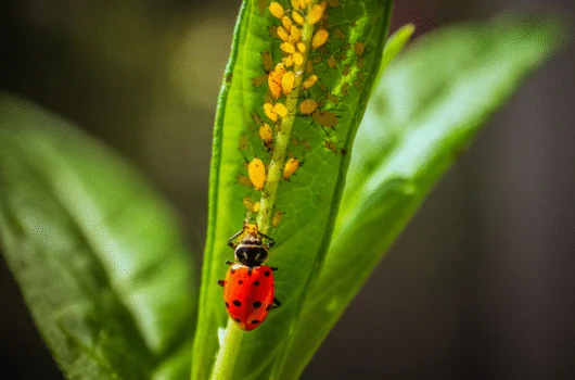 ladybug eating aphids